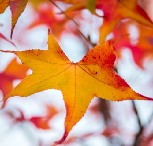 Start of Autumn on the Isle of Wight: Embrace the Beauty of the Changing Seasons